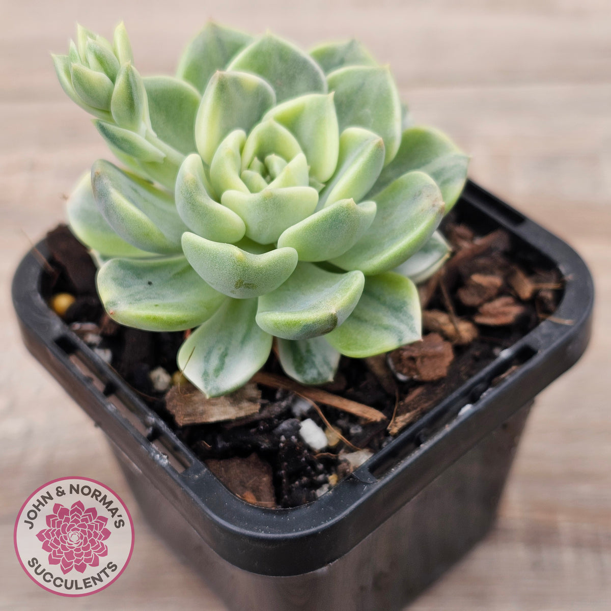 Echeveria 'Tinkerbell' Variegated