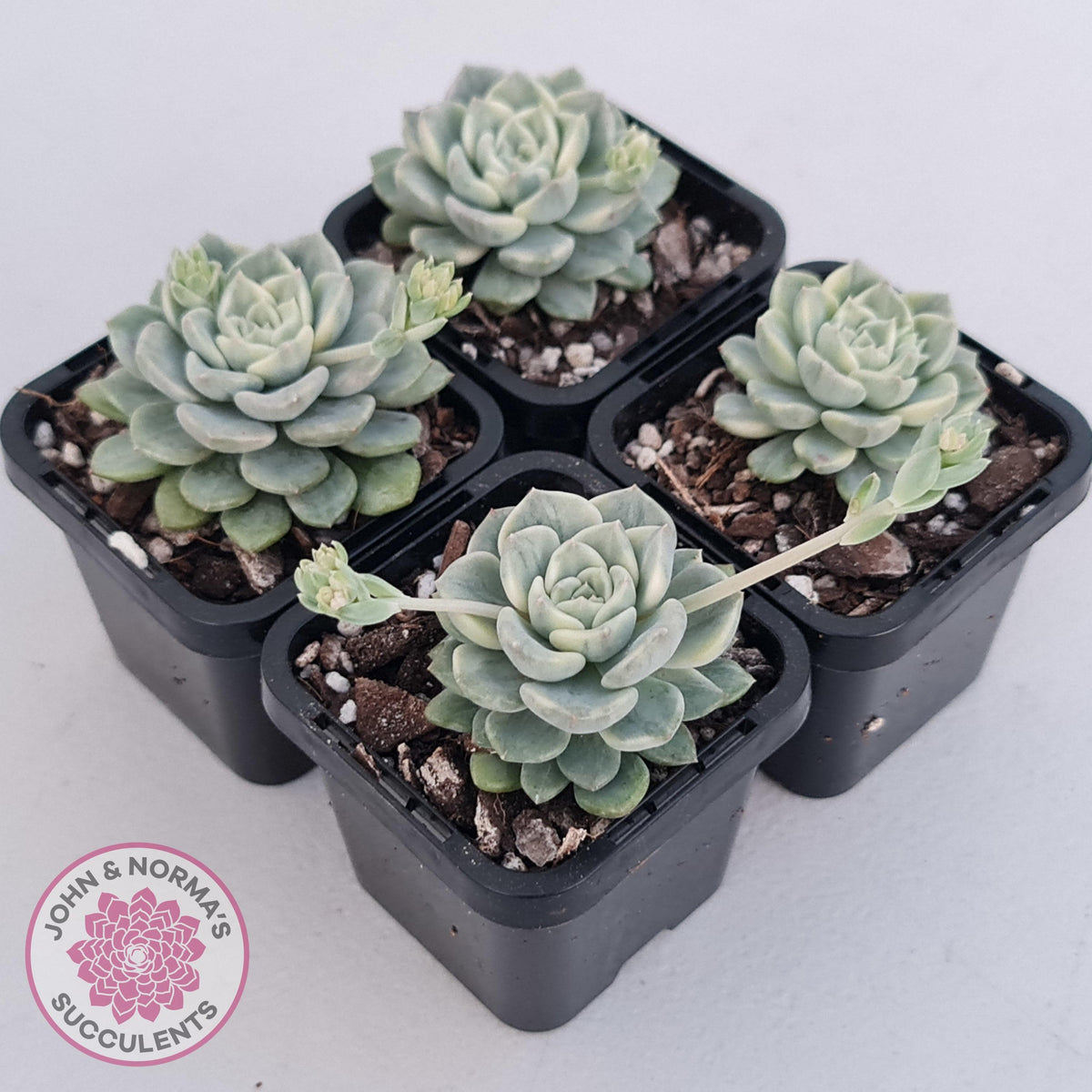 Echeveria 'Tinkerbell' Variegated