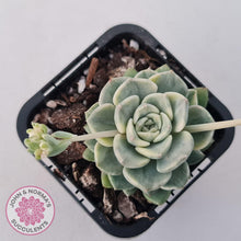 Load image into Gallery viewer, Echeveria 'Tinkerbell' Variegated - John & Norma's Succulents Australia