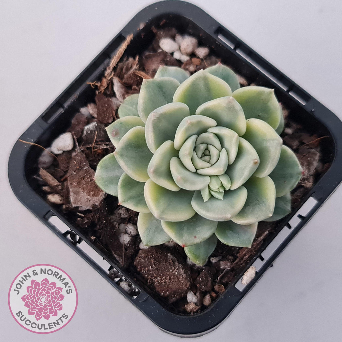 Echeveria 'Tinkerbell' Variegated