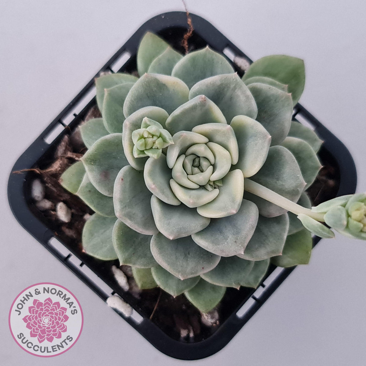 Echeveria 'Tinkerbell' Variegated