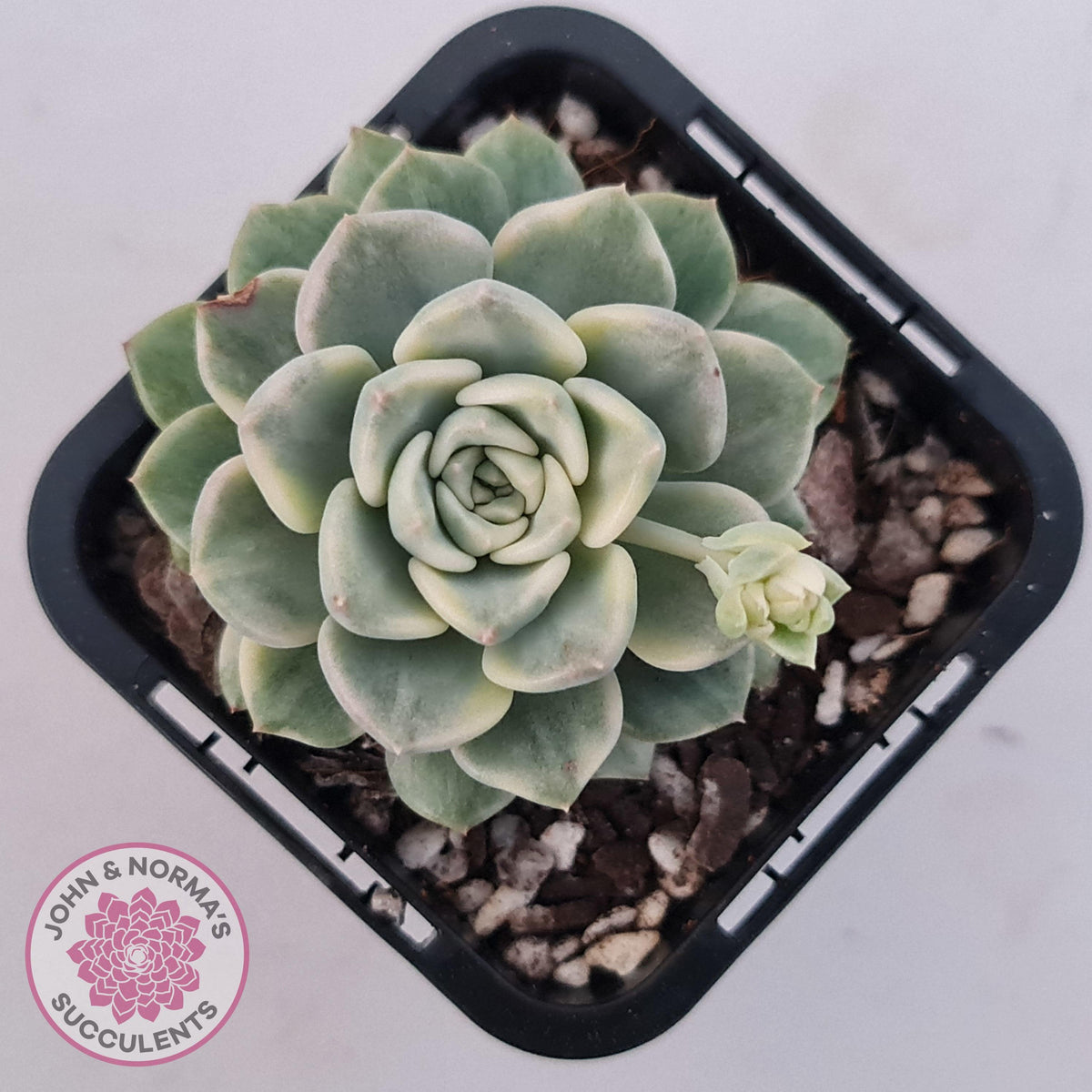 Echeveria 'Tinkerbell' Variegated