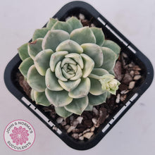 Load image into Gallery viewer, Echeveria 'Tinkerbell' Variegated - John & Norma's Succulents Australia