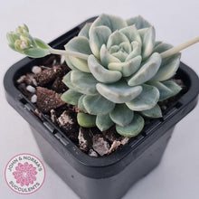 Load image into Gallery viewer, Echeveria 'Tinkerbell' Variegated - John & Norma's Succulents Australia
