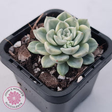 Load image into Gallery viewer, Echeveria 'Tinkerbell' Variegated - John & Norma's Succulents Australia