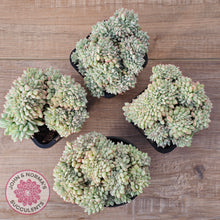Load image into Gallery viewer, Echeveria 'Tippy' aka 'Elation' Crest