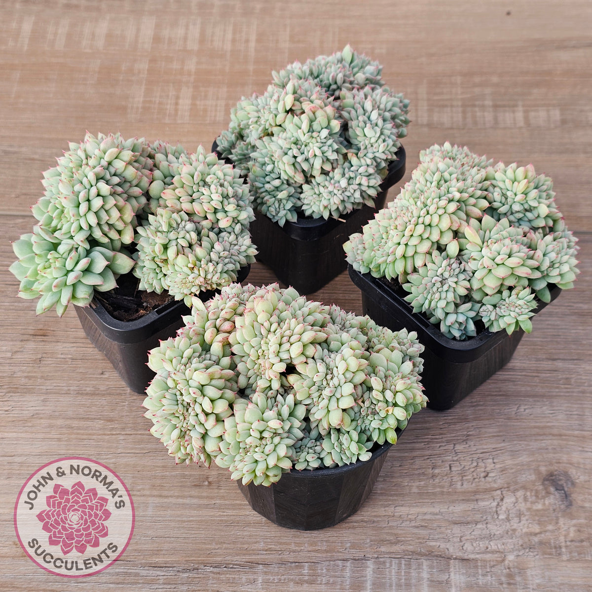 Echeveria 'Tippy' aka 'Elation' Crest