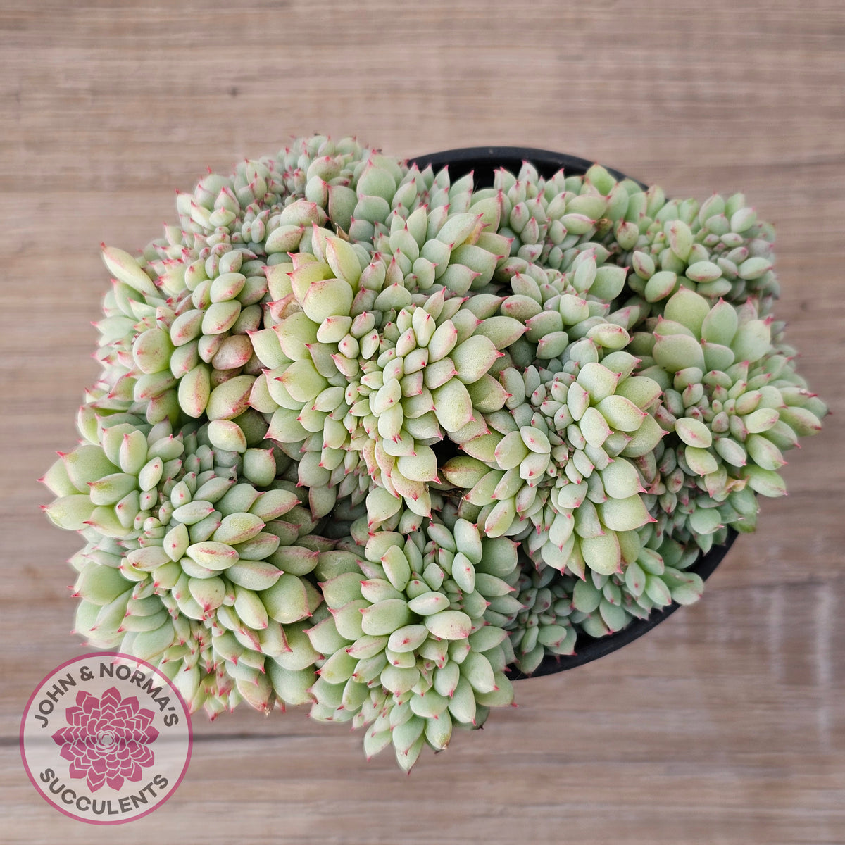 Echeveria 'Tippy' aka 'Elation' Crest