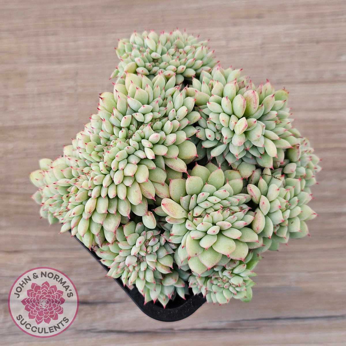 Echeveria 'Tippy' aka 'Elation' Crest