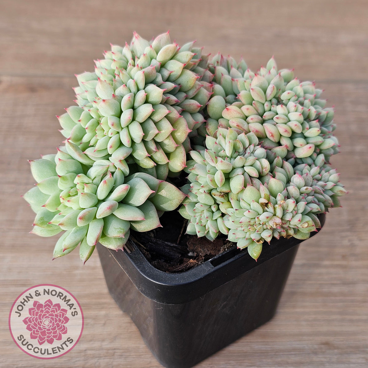Echeveria 'Tippy' aka 'Elation' Crest