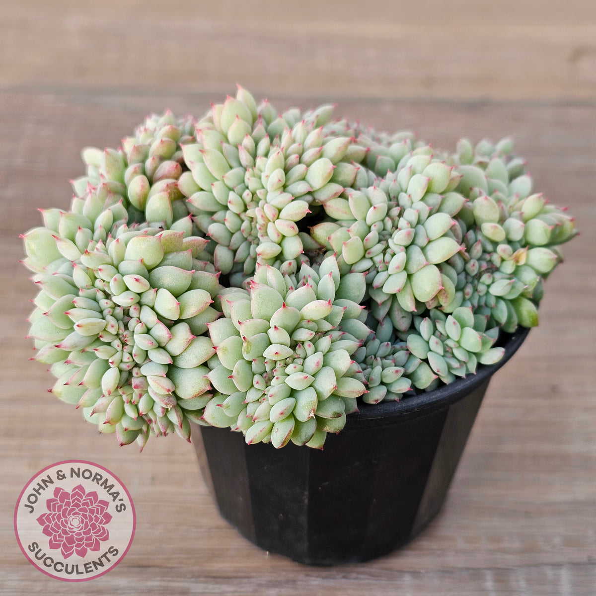 Echeveria 'Tippy' aka 'Elation' Crest
