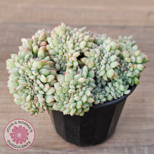 Load image into Gallery viewer, Echeveria 'Tippy' aka 'Elation' Crest