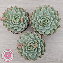Load image into Gallery viewer, Echeveria 'Tippy'