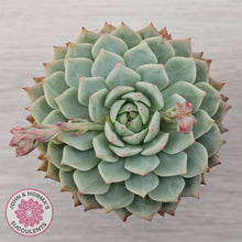 Load image into Gallery viewer, Echeveria 'Tippy'