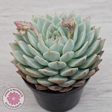 Load image into Gallery viewer, Echeveria 'Tippy'
