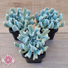 Load image into Gallery viewer, Echeveria Topsy Turvy
