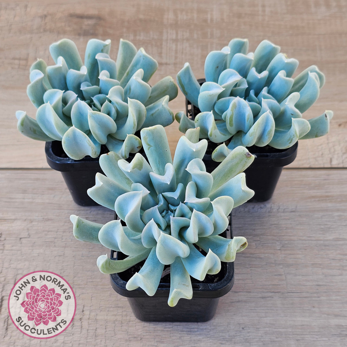 succulents that start with y Buy Echeveria Topsy Turvy Australia