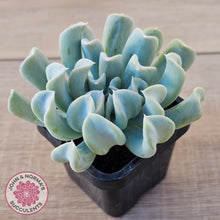 Load image into Gallery viewer, Echeveria Topsy Turvy