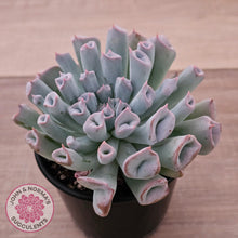 Load image into Gallery viewer, Echeveria Trumpet Pinky 'Blue Form'