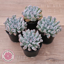 Load image into Gallery viewer, Echeveria Trumpet Pinky 'Blue Form'