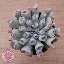 Load image into Gallery viewer, Echeveria Trumpet Pinky 'Blue Form'