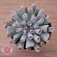 Load image into Gallery viewer, Echeveria Trumpet Pinky 'Blue Form'