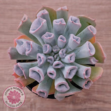 Load image into Gallery viewer, Echeveria Trumpet Pinky 'Blue Form'