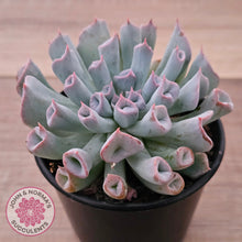 Load image into Gallery viewer, Echeveria Trumpet Pinky 'Blue Form'