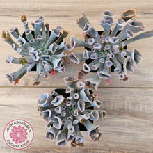 Load image into Gallery viewer, Echeveria 'Trumpet Pinky'