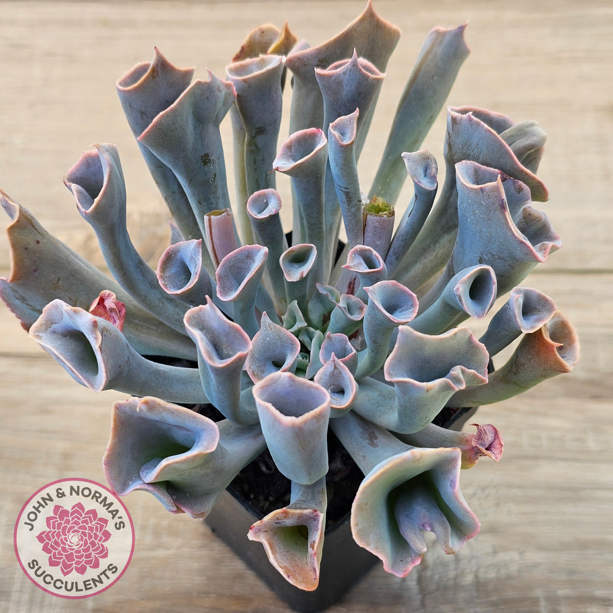 Echeveria 'Trumpet Pinky'