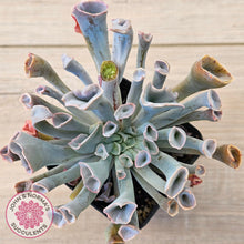 Load image into Gallery viewer, Echeveria 'Trumpet Pinky'