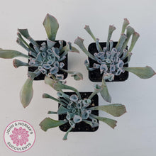 Load image into Gallery viewer, Echeveria 'Trumpet Pinky' - John & Norma's Succulents Australia