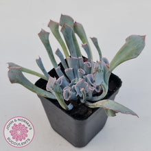 Load image into Gallery viewer, Echeveria 'Trumpet Pinky' - John & Norma's Succulents Australia