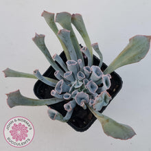 Load image into Gallery viewer, Echeveria 'Trumpet Pinky' - John & Norma's Succulents Australia