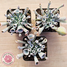 Load image into Gallery viewer, Echeveria 'Trumpet Pinky' - Pink Form