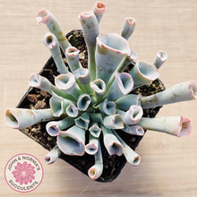 Load image into Gallery viewer, Echeveria 'Trumpet Pinky' - Pink Form