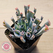 Load image into Gallery viewer, Echeveria 'Trumpet Pinky' - Pink Form