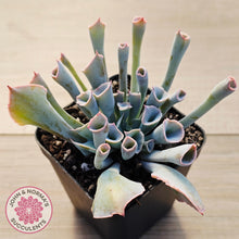 Load image into Gallery viewer, Echeveria 'Trumpet Pinky' - Pink Form