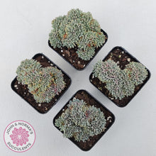 Load image into Gallery viewer, Echeveria 'Tuxpan' Crest - John & Norma's Succulents Australia
