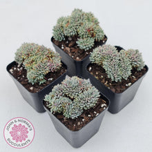 Load image into Gallery viewer, Echeveria 'Tuxpan' Crest - John & Norma's Succulents Australia