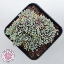 Load image into Gallery viewer, Echeveria 'Tuxpan' Crest - John & Norma's Succulents Australia