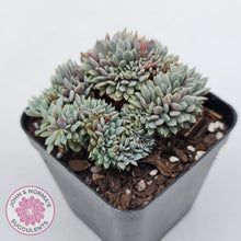 Load image into Gallery viewer, Echeveria 'Tuxpan' Crest - John & Norma's Succulents Australia