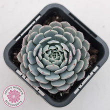 Load image into Gallery viewer, Echeveria Tuxpan
