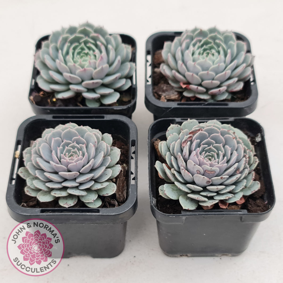 Echeveria Tuxpan