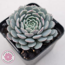 Load image into Gallery viewer, Echeveria Tuxpan