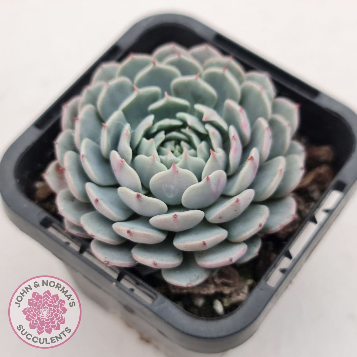 Echeveria Tuxpan