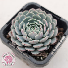 Load image into Gallery viewer, Echeveria Tuxpan