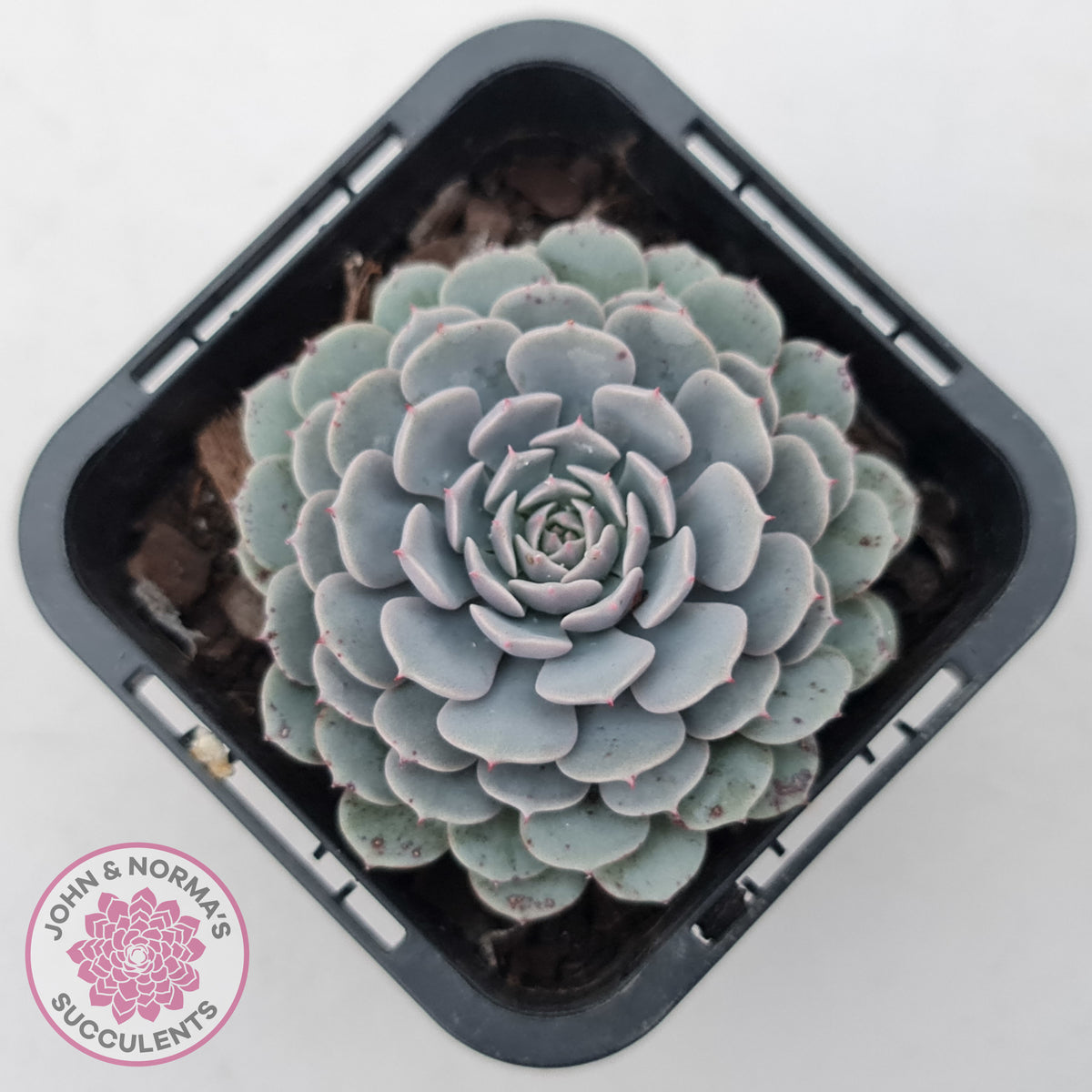 Echeveria Tuxpan