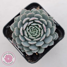 Load image into Gallery viewer, Echeveria Tuxpan