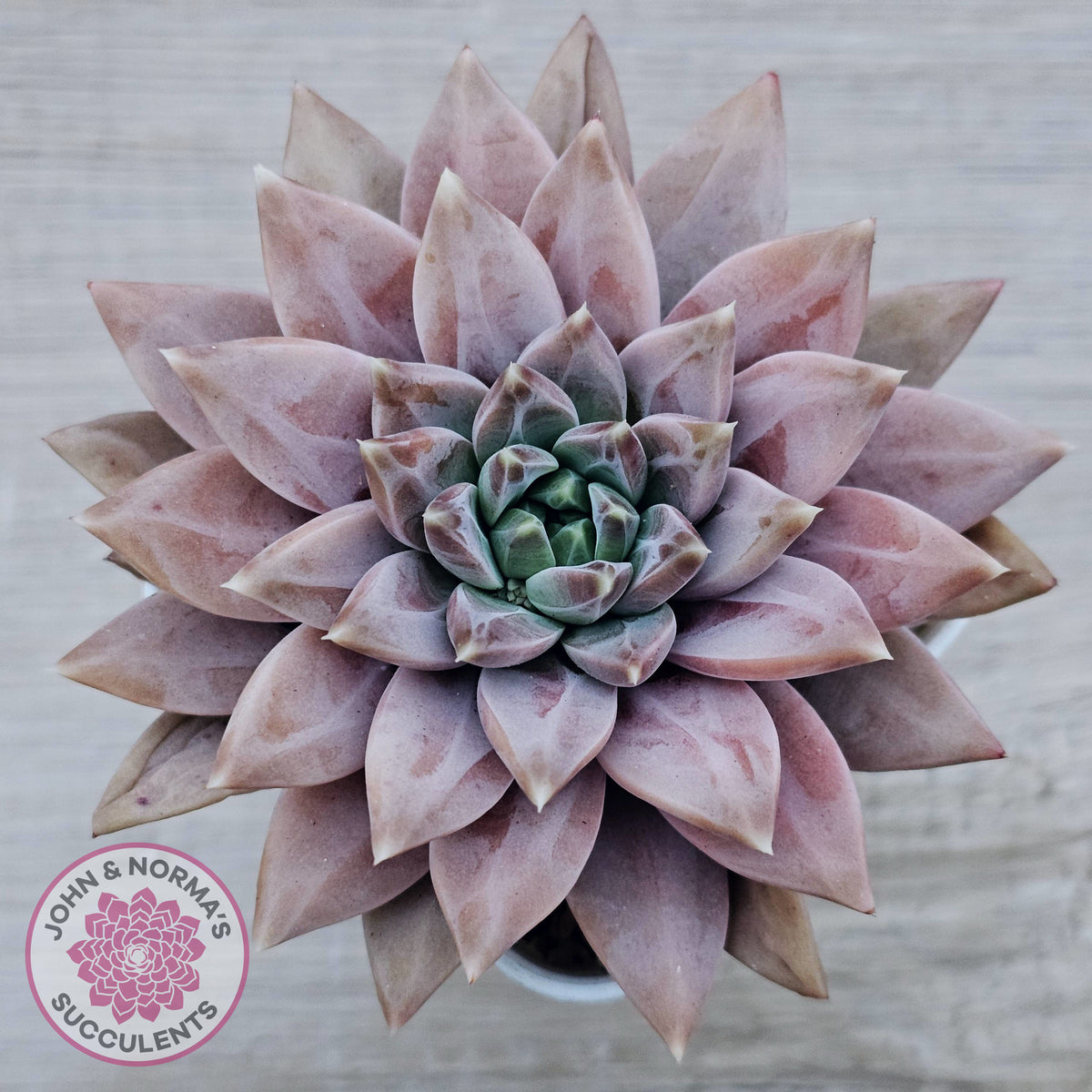 Echeveria 'Ukulele'